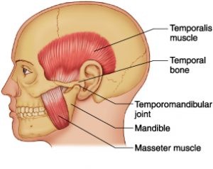 Tmj information in spanish picture
